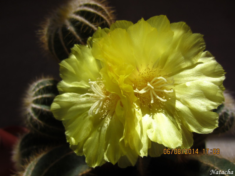 Notocactus magnificus, Parodia magnifica Img_5214