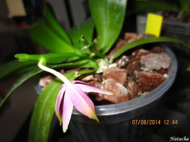 Phalaenopsis violacea Img_5217