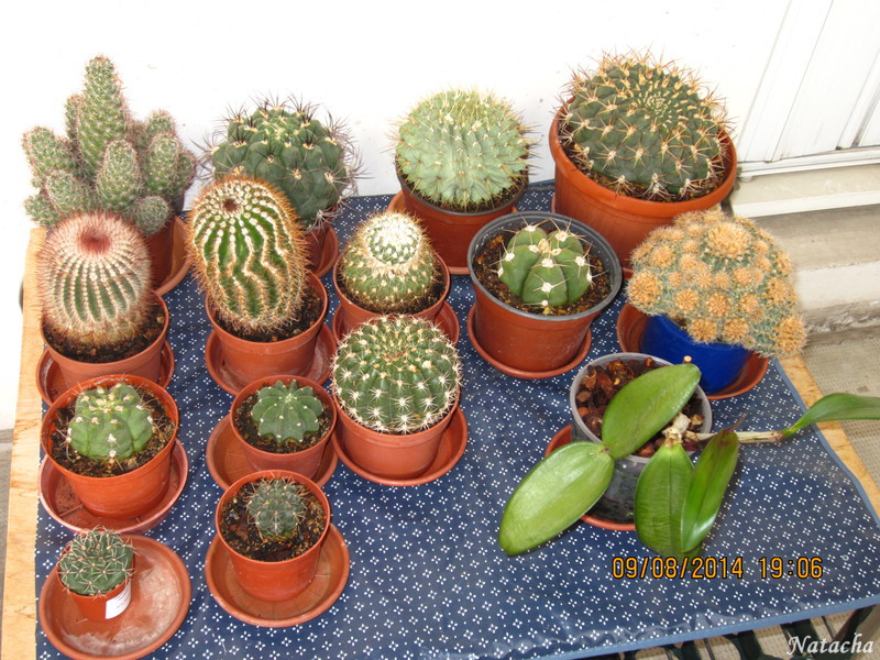 Quelques uns de mes cactus  Img_5318