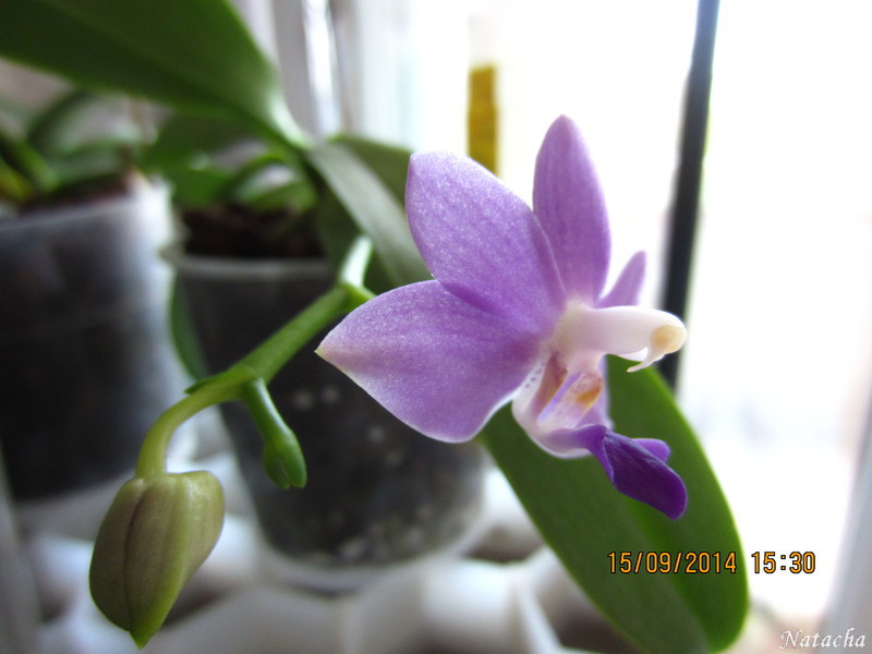 Doritaenopsis Purple Martin Img_6713