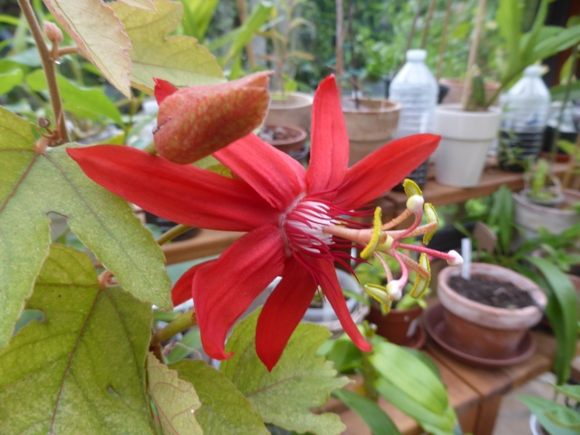 Passiflora Piresii 05-06-12