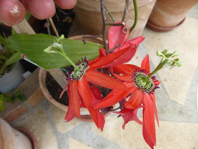 Passiflora racemosa 05-06-13
