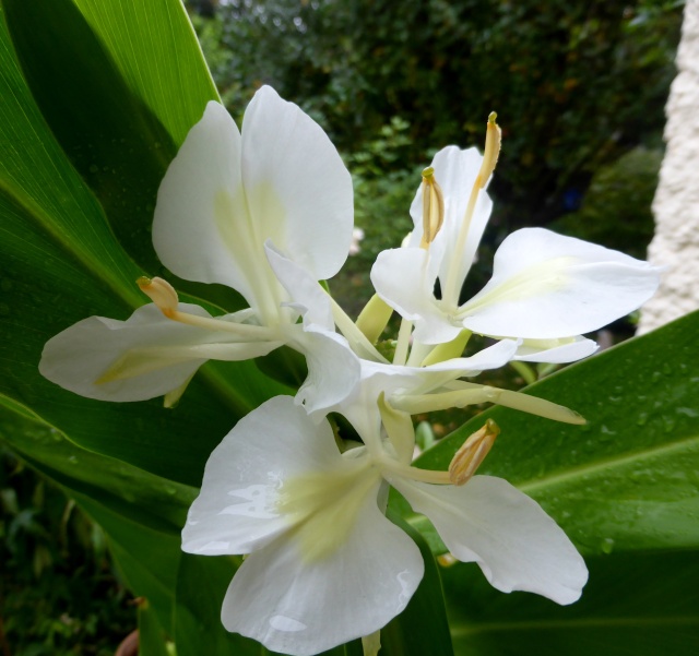 hedychium - Hedychium - le genre - Page 4 25-10-11