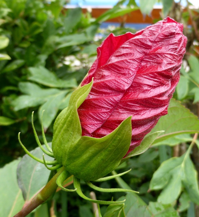Hibiscus des marais rustiques - sujet général - Page 4 27-08-11