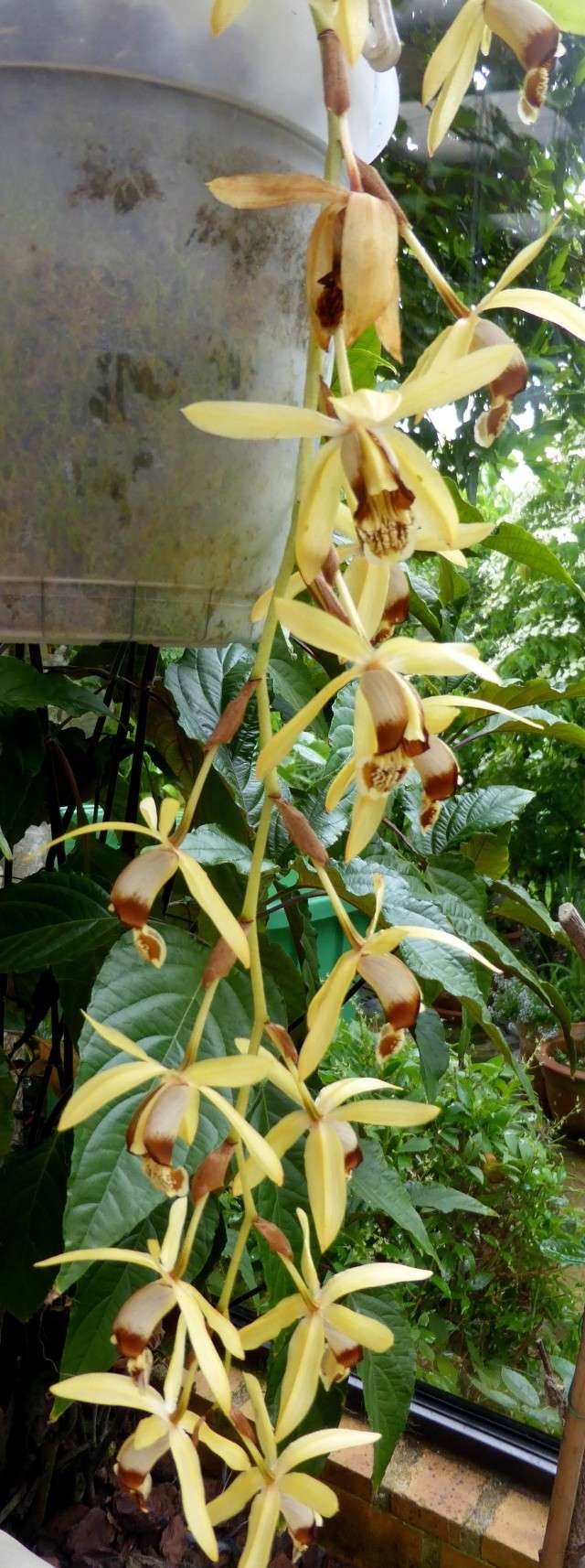 Coelogyne tomentosa 28-05-11