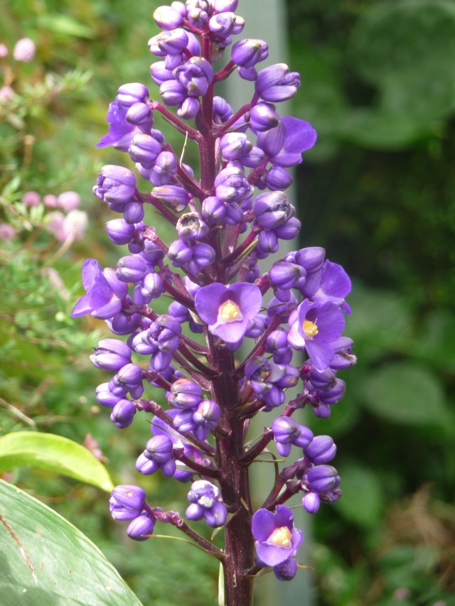 Dichorisandra thyrsiflora - gingembre bleu Rodrig11