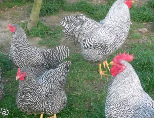 la poule Amrock Amr310