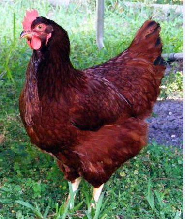 la poule Rhode Island  Coq11