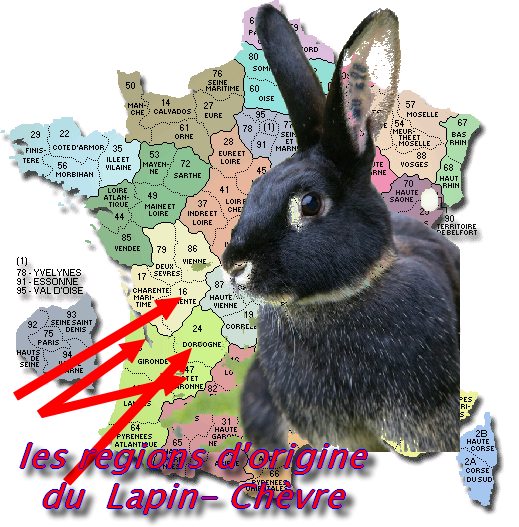 le lapin Chèvre Origin14