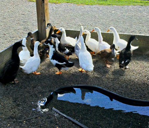 élever des canards Pic210
