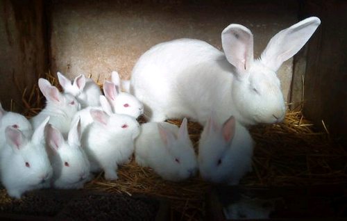 le lapin Géant de Bouscat Pic413