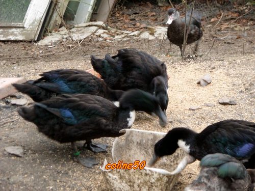 élever des canards Pic510