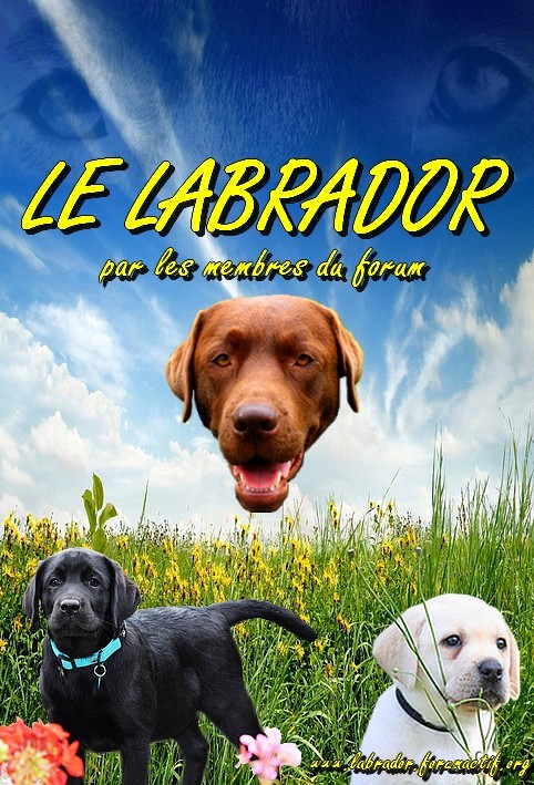 Concours nouvelle couverture du livre "Le Labrador"... - Page 2 Prairi10