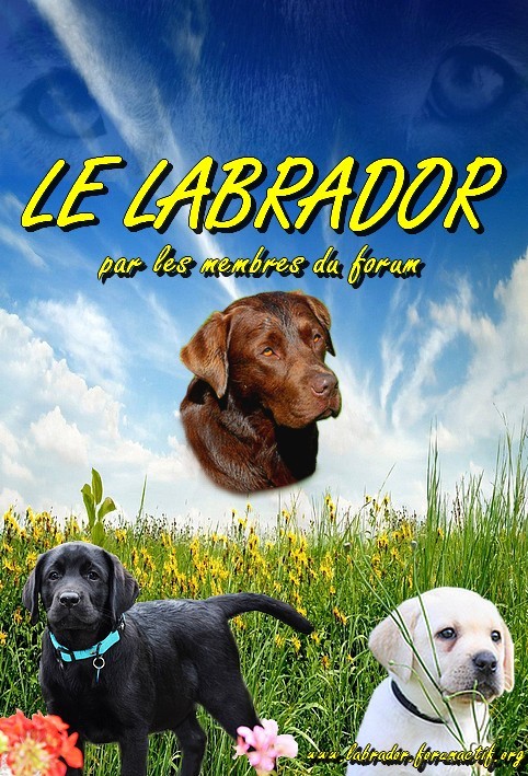 Résultats du concours pour la nouvelle couverture du livre du forum "Le Labrador"... Prairi11