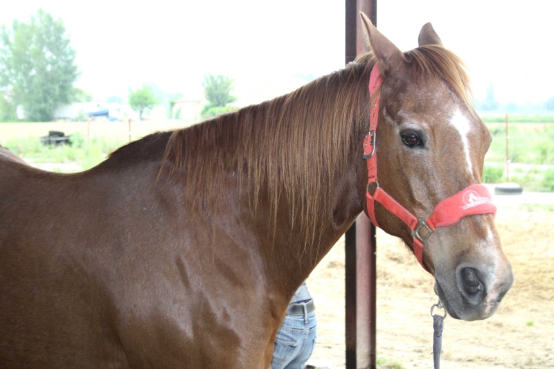 Cash in Bandit, QH 25 ans, sauvé par la solidarité générale (FA définitive Mr B.) A parrainer ! - Page 7 Img_9811