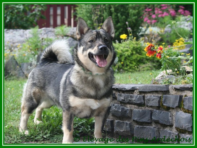 race - Choix d'une race de chien 07711