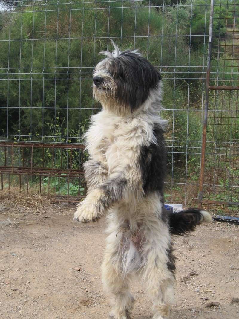 Lio, cruce de Bobtail, precioso y muy joven 02310