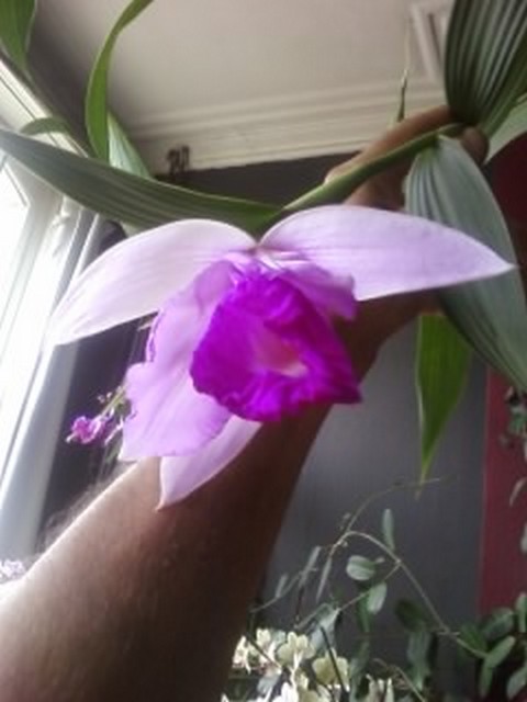 voici donc mes Orchidées adorées Sobral11