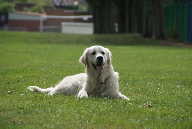 bienvenue ,pour les adorateurs de golden retriever et tous les autres  Dahli_21