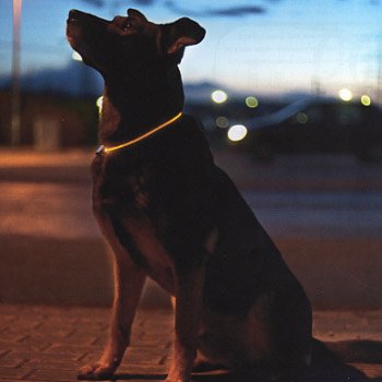 Accessoires de mode pour chiens, pour ou contre ? - Page 6 78443610