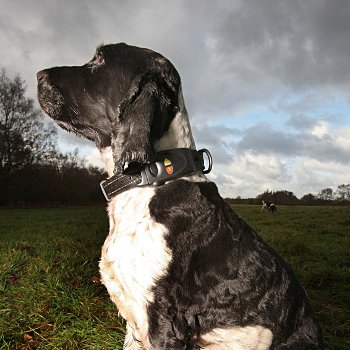 Accessoires de mode pour chiens, pour ou contre ? - Page 6 78459710