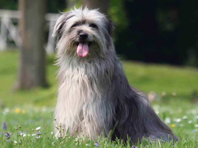 Une idée sur la race de mon chien ? Berger10