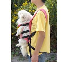 Accessoires de mode pour chiens, pour ou contre ? - Page 6 Chien10