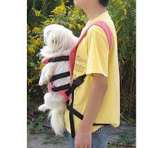 Accessoires de mode pour chiens, pour ou contre ?  - Page 6 Chien10