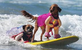Accessoires de mode pour chiens, pour ou contre ? - Page 6 Images17