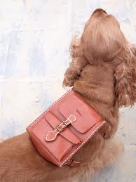 Accessoires de mode pour chiens, pour ou contre ?  - Page 6 Images19