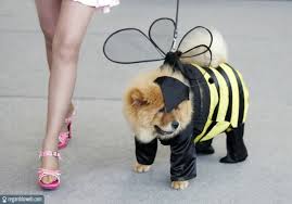 Accessoires de mode pour chiens, pour ou contre ? - Page 7 Images38