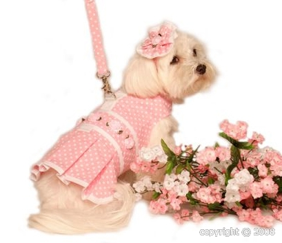 Accessoires de mode pour chiens, pour ou contre ? - Page 6 Titre10