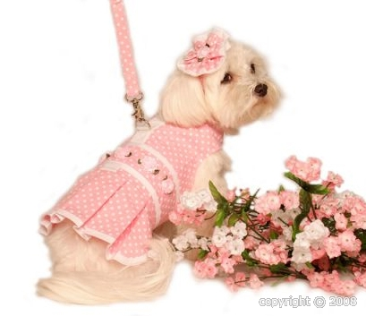 Accessoires de mode pour chiens, pour ou contre ?  - Page 6 Titre10