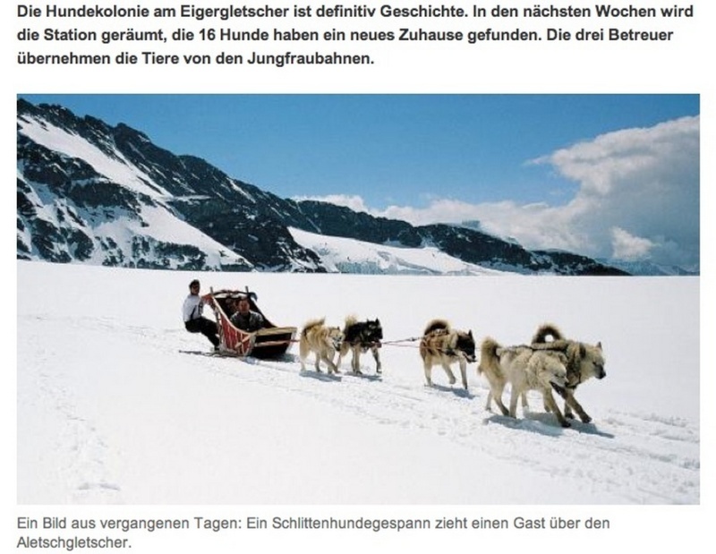 Deux Huskies sibériens alpinistes! Chiens10