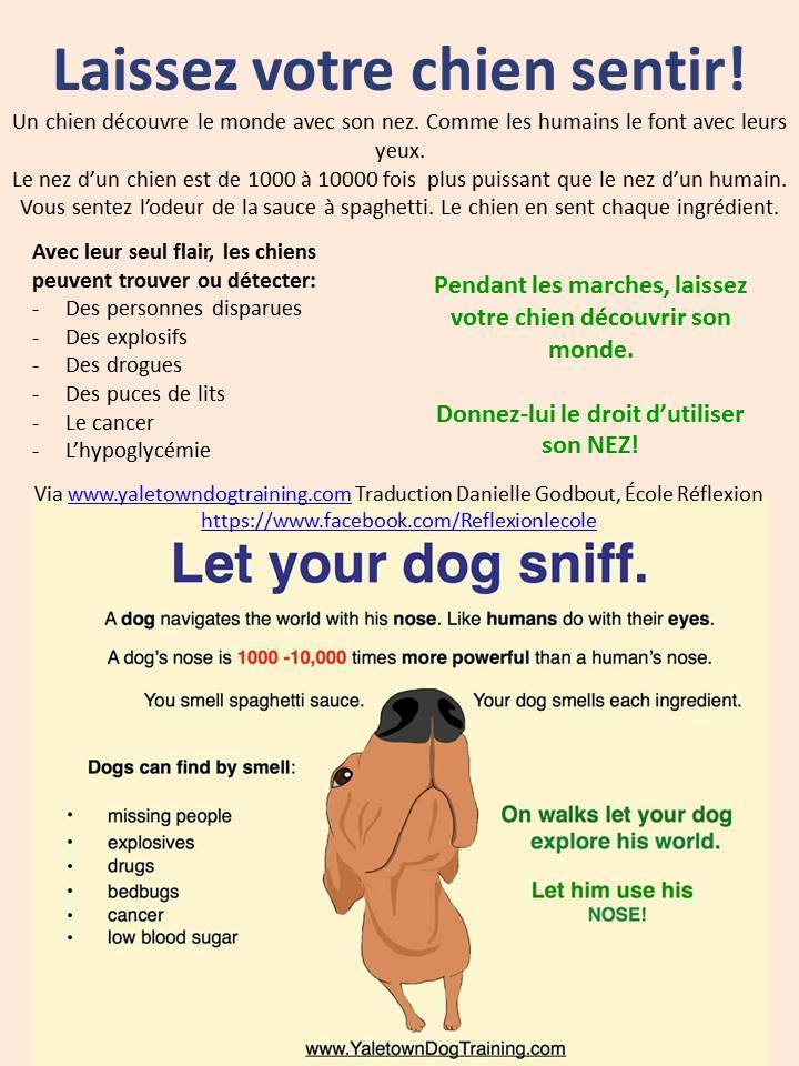 Laissez votre chien sentir 10471311