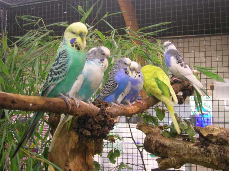 expo d'oiseaux, salon animalier  030nvc10