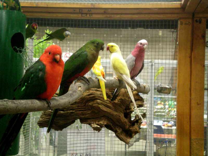 expo d'oiseaux, salon animalier  144nvc10