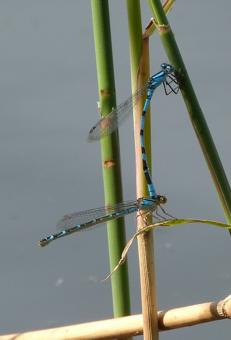 Couple bleu P1070415