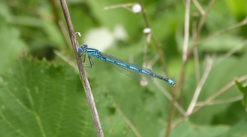 Coenagrion ? P1070710