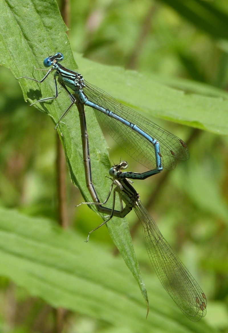 pennipes P1080812