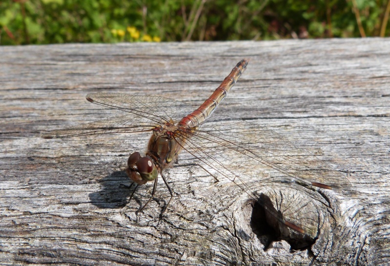 Sympetrum ? P1120412