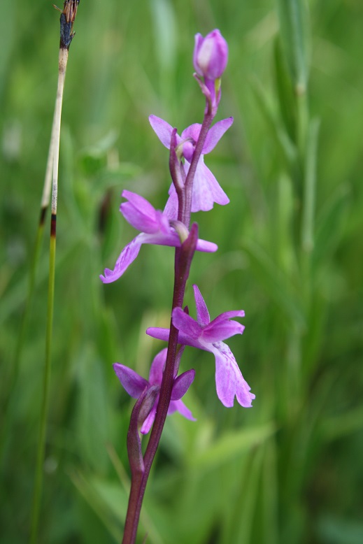 Anacamptis palustris Anacam11