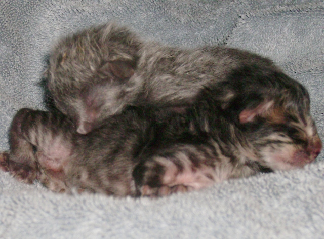 Orphan kittens 002_6410