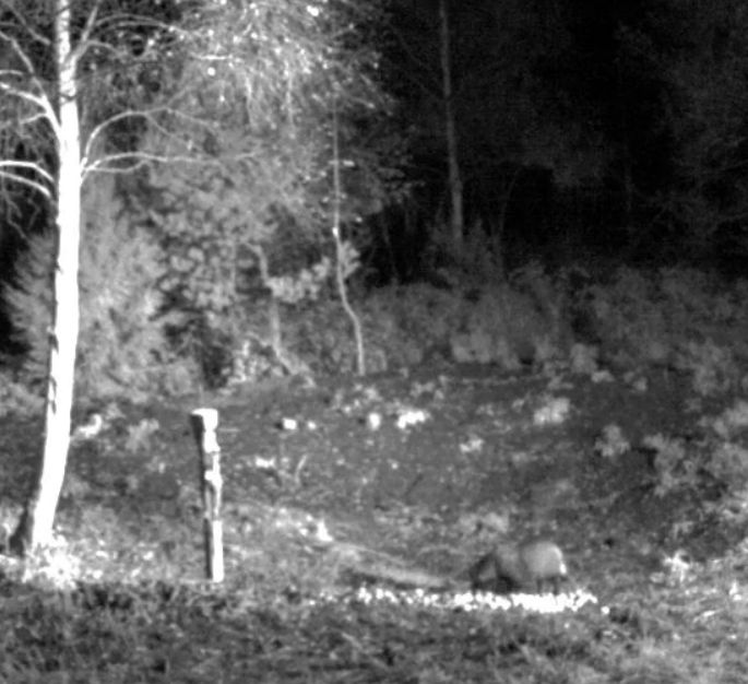 Wildtier-Livecams Besuch10