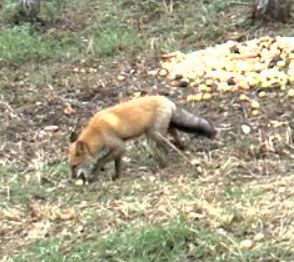 Wildtier-Livecams - Seite 3 Es_ist10