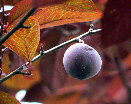 Le Prunus cistena = grande découverte dans mon jardin ! 36314910