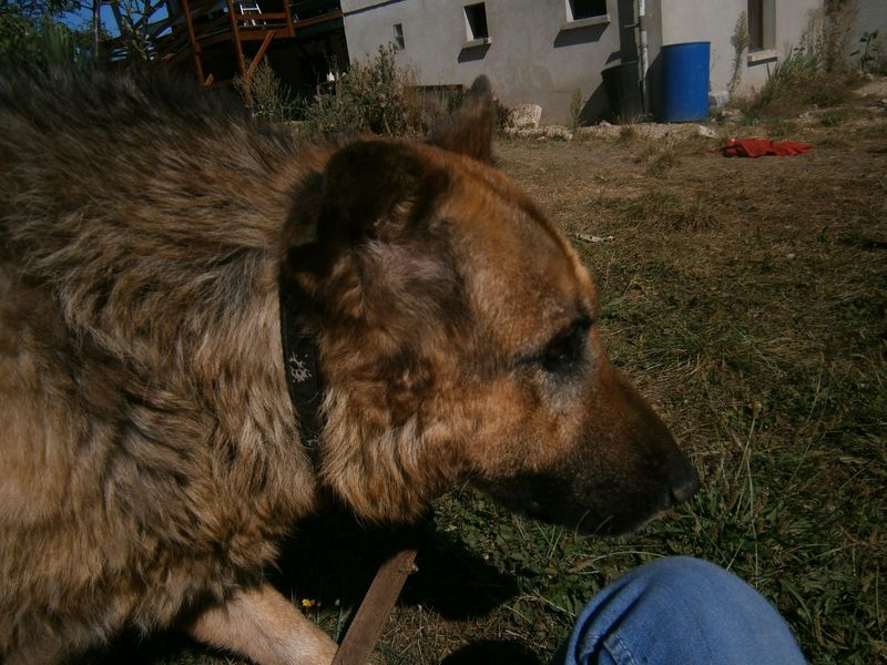  PAPINOU - BA MALE 15 ans - receuilli par notre asso - Page 2 P9080413