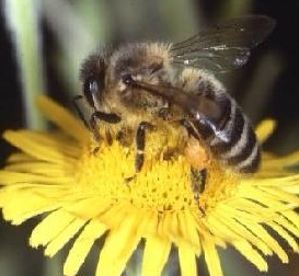 une belle abeille Screen13