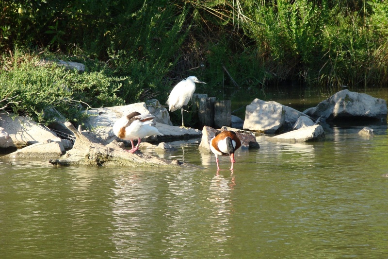 Parc Ornithologique de Pont de Gau Parc_014