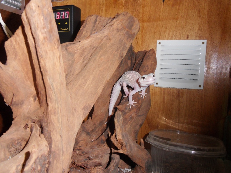 mes petit geckos Sdc10111